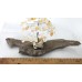 Golden/Honey Calcite & Clear Quartz Tree of Life 160 Chip White sage